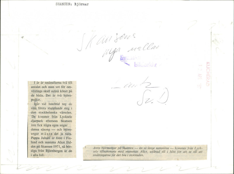 Skansen Bear - Vintage Photograph