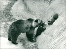 Skansen Bear - Vintage Photograph