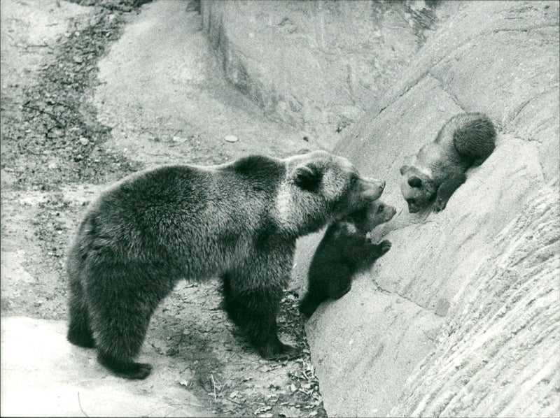 Skansen Bear - Vintage Photograph
