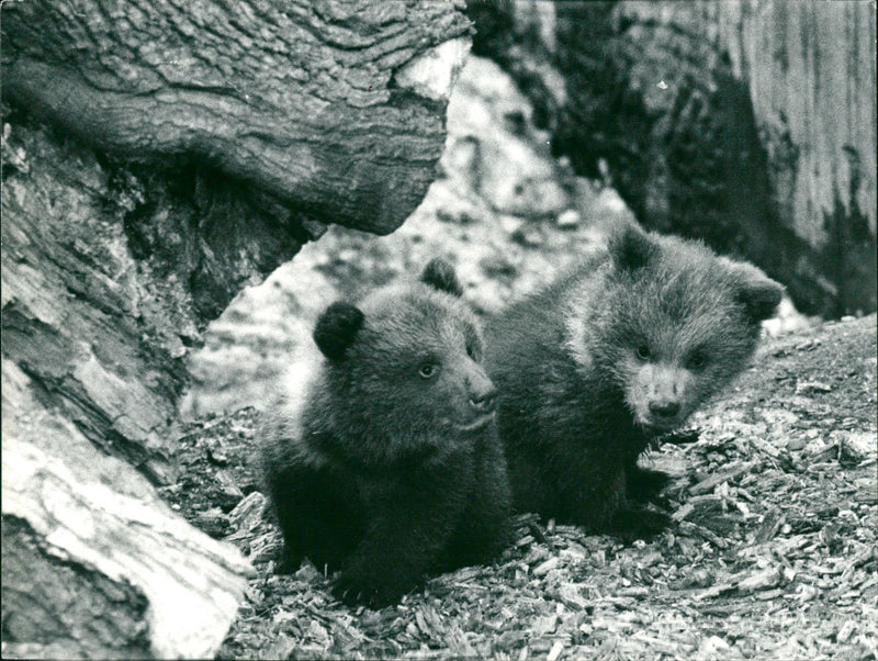 Skansen Bear - Vintage Photograph