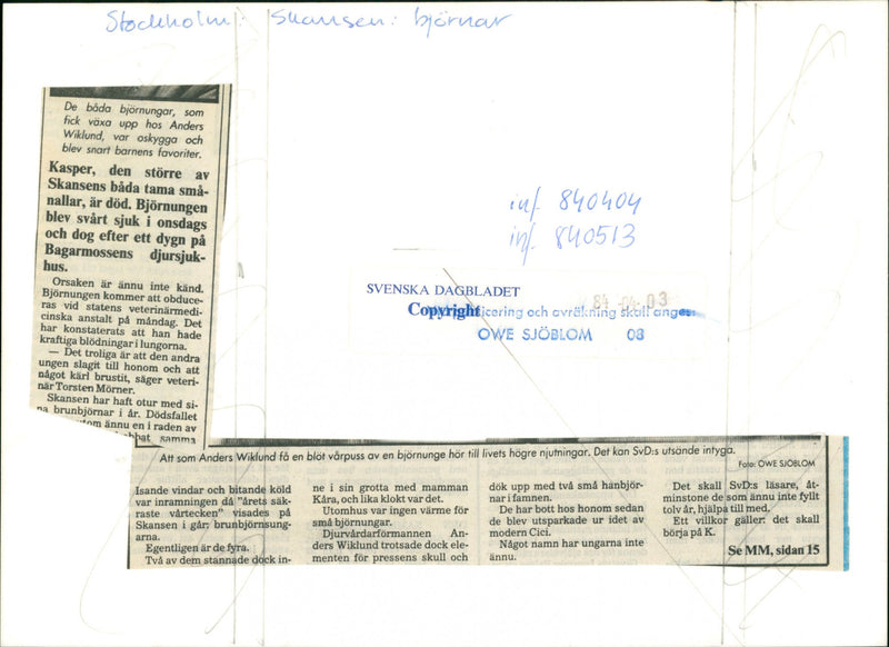 Skansen Bear - Vintage Photograph