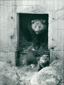 Skansen Bear - Vintage Photograph