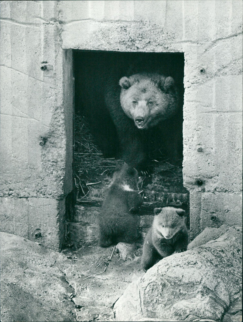 Skansen Bear - Vintage Photograph