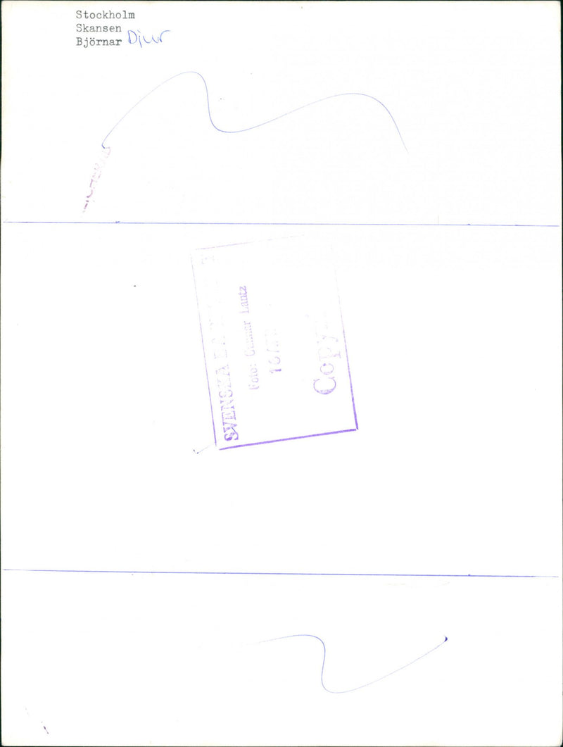 Skansen Bear - Vintage Photograph