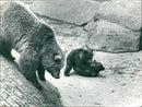 Skansen Bear - Vintage Photograph