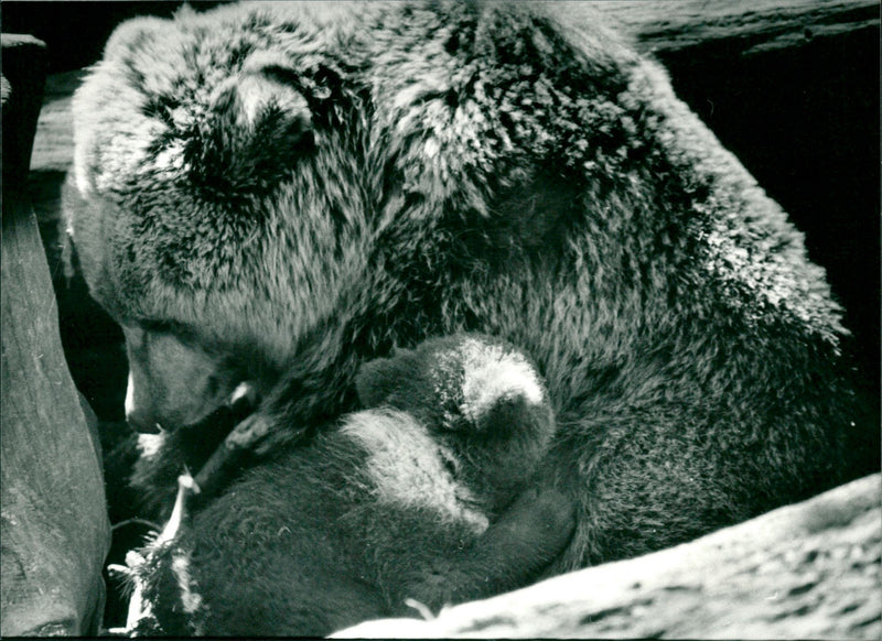 Skansen Bear - Vintage Photograph