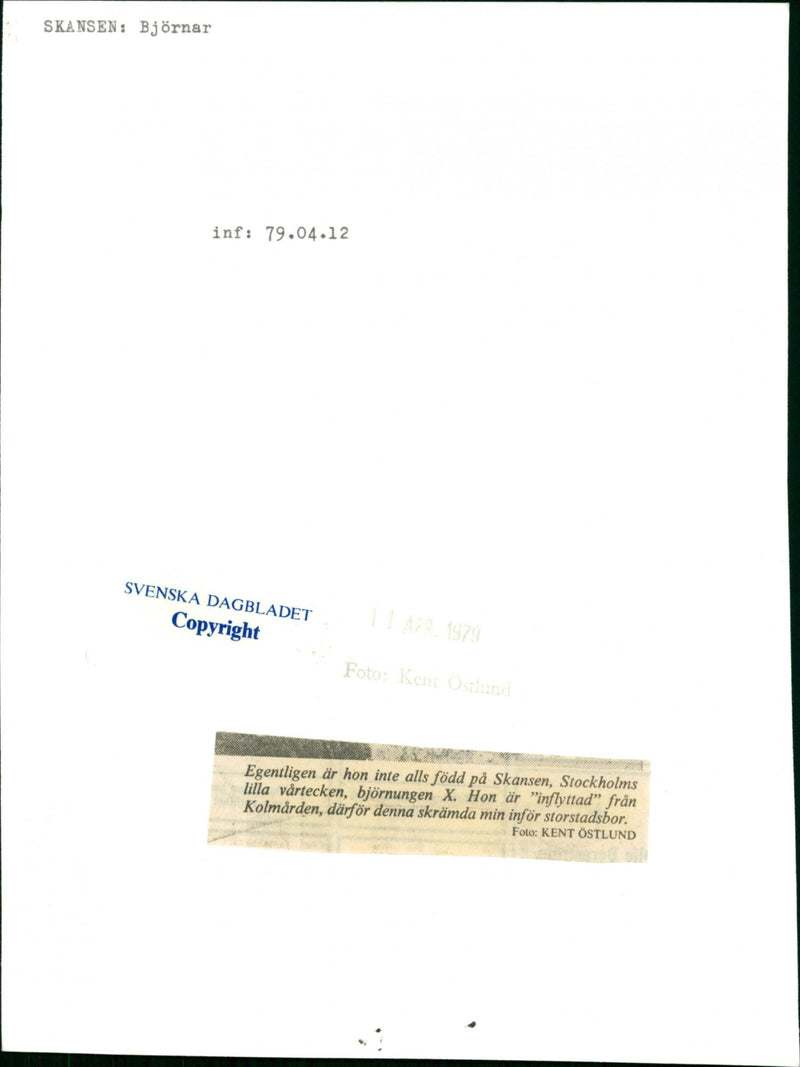 Skansen Bear - Vintage Photograph