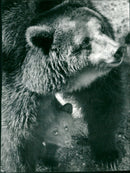 Skansen Bear - Vintage Photograph