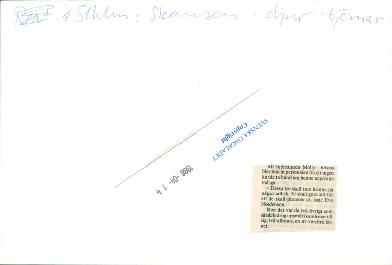 Skansen Bear - Vintage Photograph