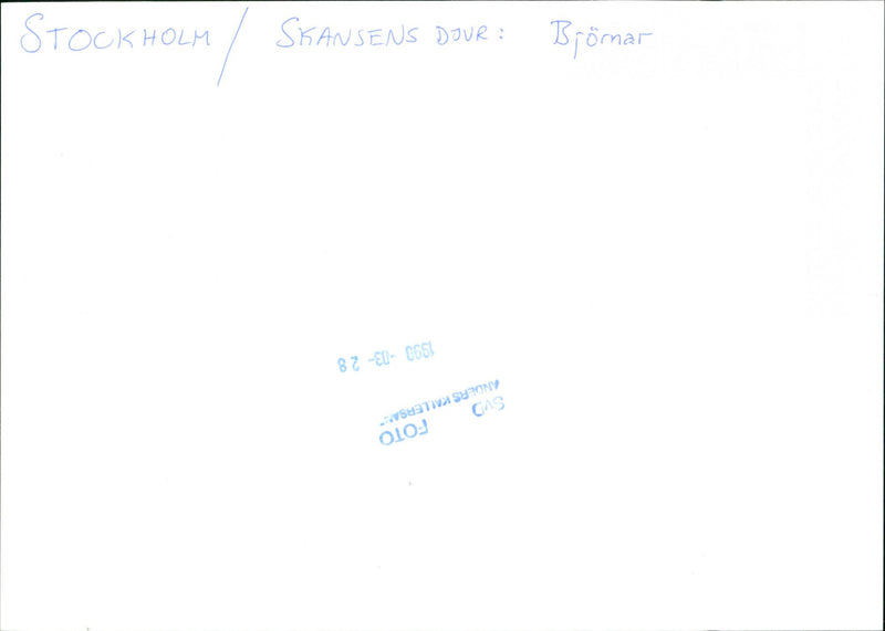 Skansen Bear - Vintage Photograph