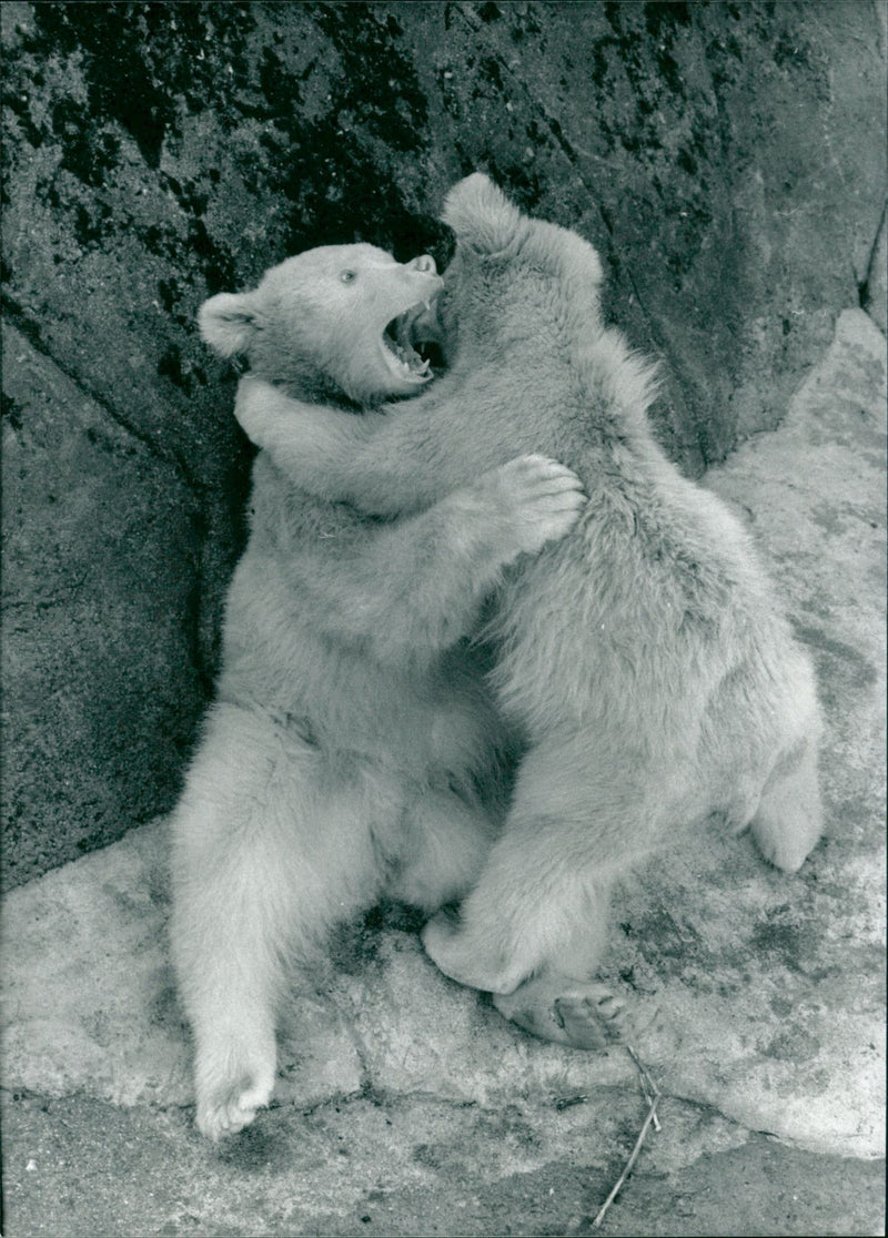Skansen Bear - Vintage Photograph