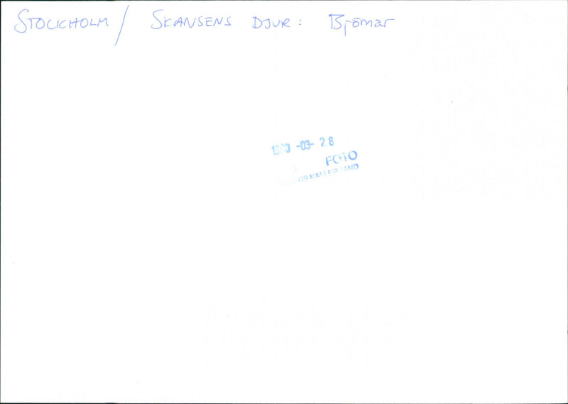 Skansen Bear - Vintage Photograph