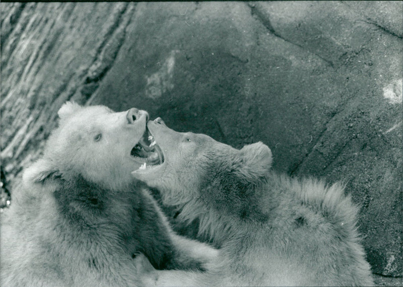 Skansen Bear - Vintage Photograph