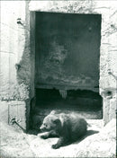 Skansen Bear - Vintage Photograph