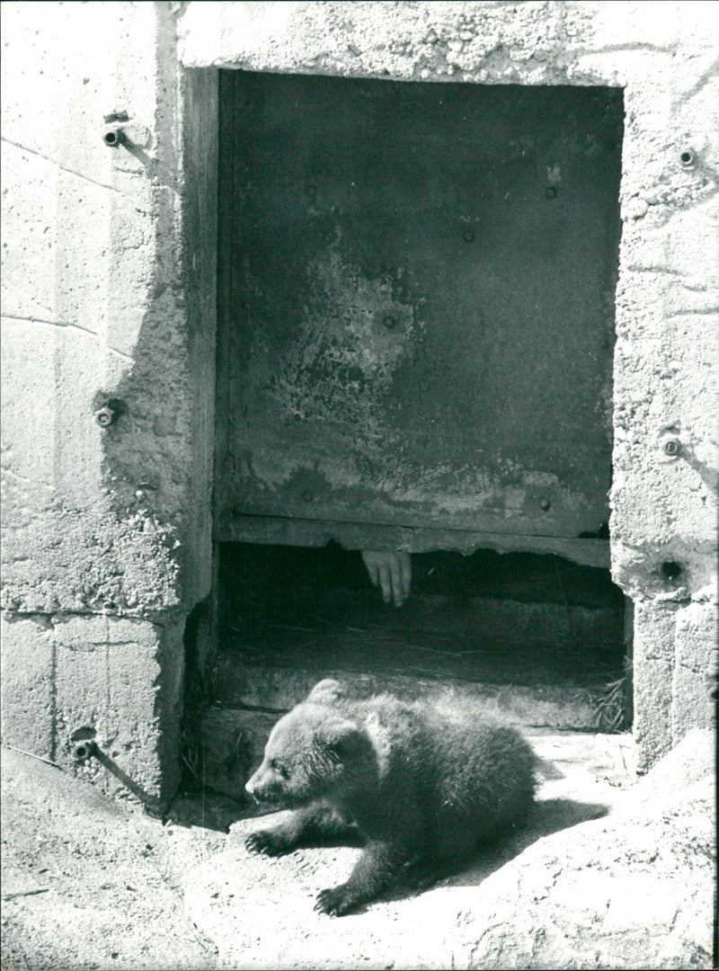 Skansen Bear - Vintage Photograph