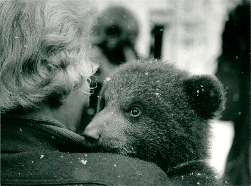 Skansen Bear - Vintage Photograph