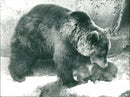 Skansen Bear - Vintage Photograph