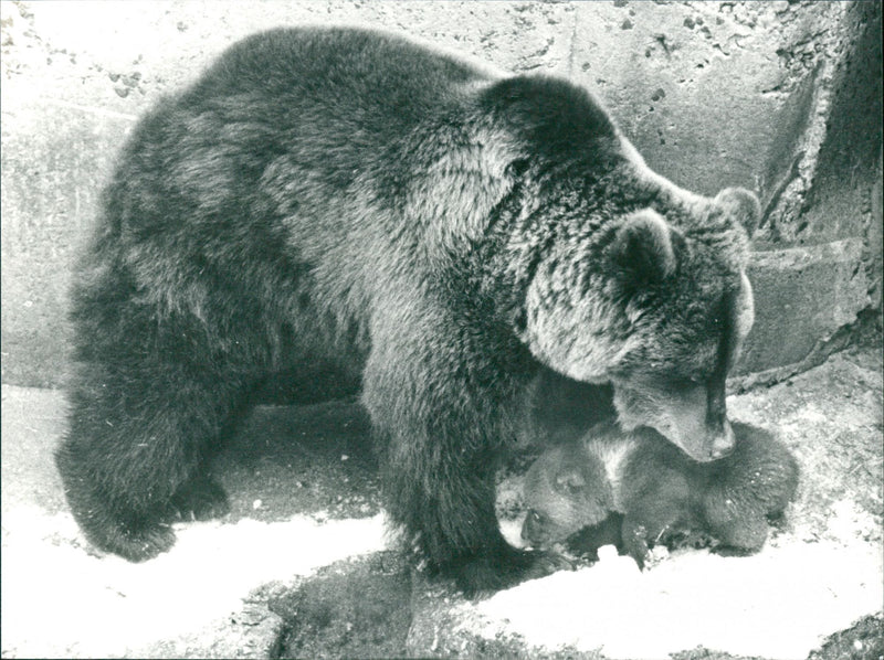 Skansen Bear - Vintage Photograph