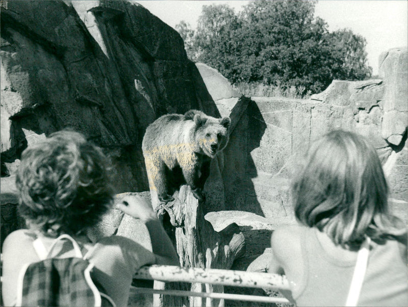 Skansen Bear - Vintage Photograph