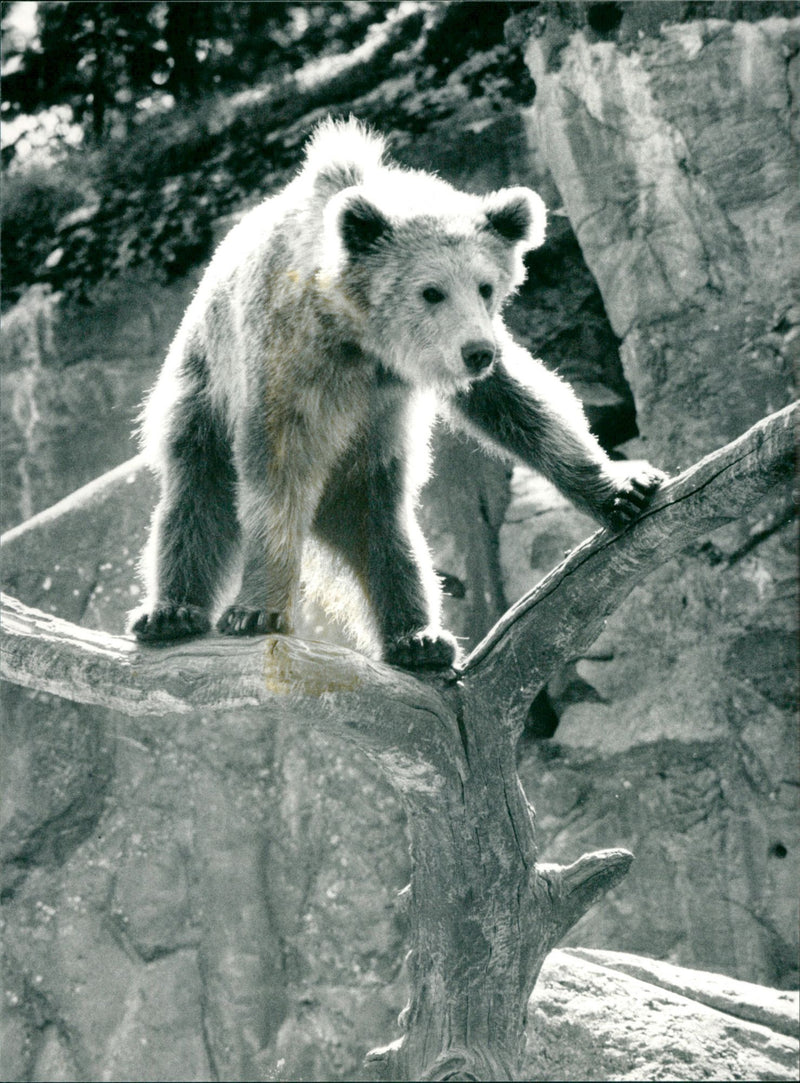 Skansen Bear - Vintage Photograph