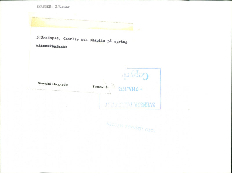 Skansen Bear - Vintage Photograph