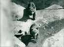 Skansen Bear - Vintage Photograph