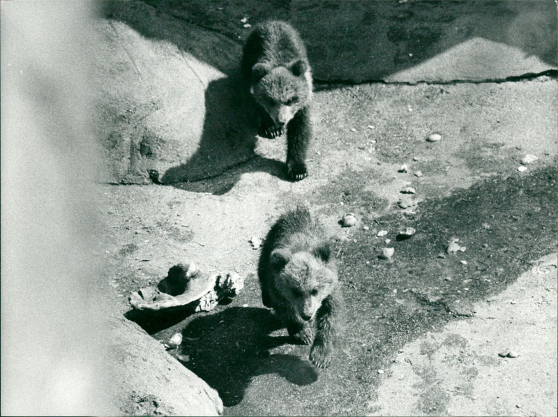 Skansen Bear - Vintage Photograph
