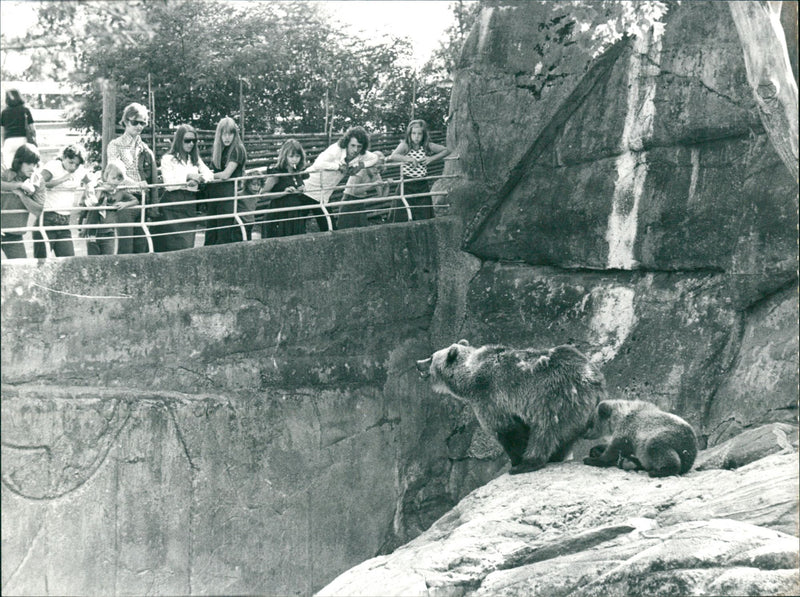 Skansen Bear - Vintage Photograph