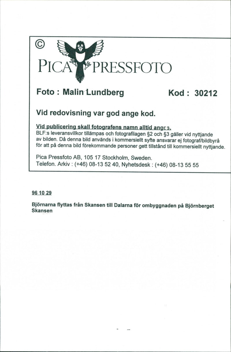 Skansen Bear - Vintage Photograph