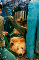 Skansen Bear - Vintage Photograph