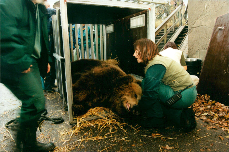 Skansen Bear - Vintage Photograph