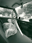 Animals - Vintage Photograph