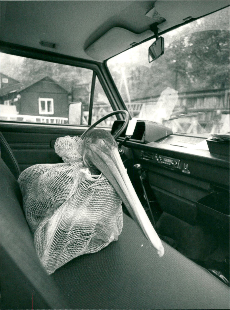 Animals - Vintage Photograph