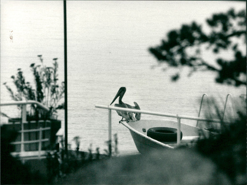 Animals - Vintage Photograph