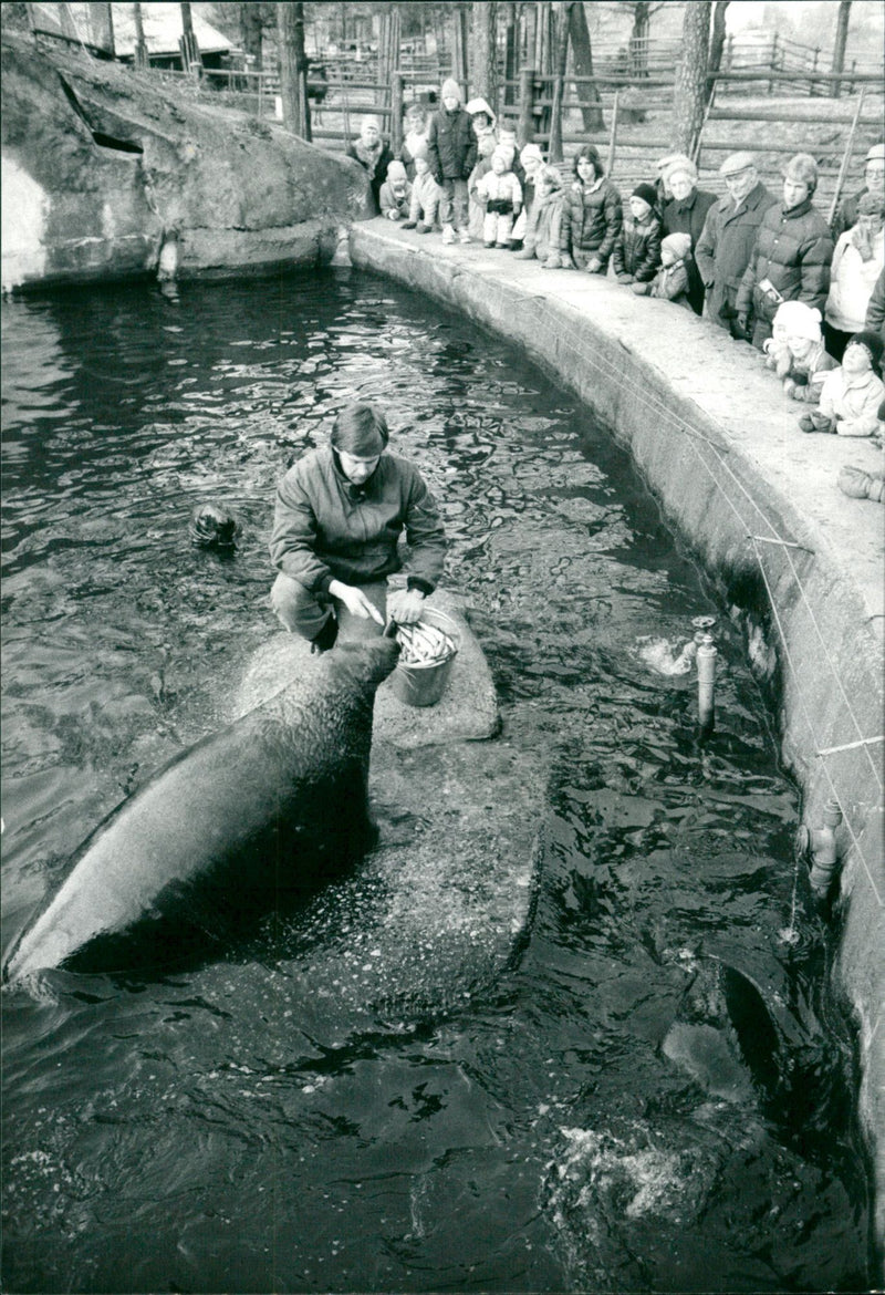 COPYRIG LUT AFTER ANIMAL DAIBADET BUCKET YOU PLASKET AND NYGREN LENNART - Vintage Photograph