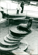 DAD ANIMALS SJOLJON GUNU PHOTO ENGLISH STOCKHOL - Vintage Photograph