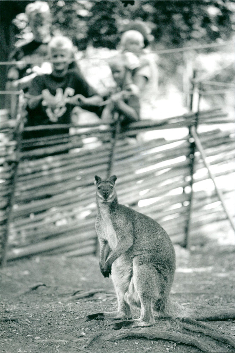 BEEN BUT HAS ACQUIRED COPIED ALERT COMLING JUST ANIMAL OLM - Vintage Photograph