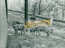 SWEDEN STOCKHOLM SKANSEN ANIMALS WOLVES SKANSENS SVINGBLA - Vintage Photograph