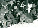 WOLVES OF SSEBUP CAHWUW ANIMALS SKANSEN DOO - Vintage Photograph