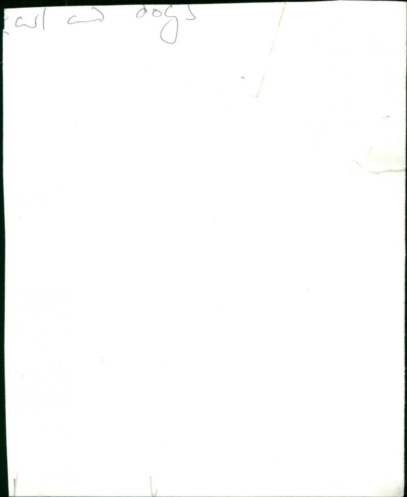 Dogs - Vintage Photograph