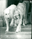 Dogs - Vintage Photograph