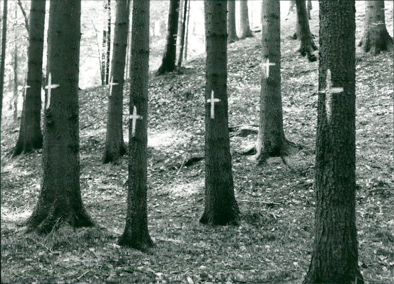 1995 NEW NEW YEAR AT KEYSTONE UNDERSTANDED WITH NATURE - Vintage Photograph