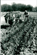 In the middle of nature: The beautiful flower meadows - Vintage Photograph