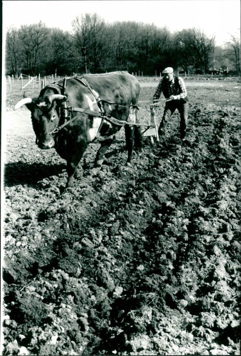In the middle of nature: The beautiful flower meadows - Vintage Photograph