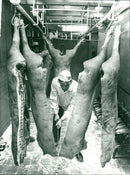 1978 BUT SWEDEN ANIMALS TONNES HOT TEN WHICH PICTURES YOU PROFESSIONAL PREMISES - Vintage Photograph