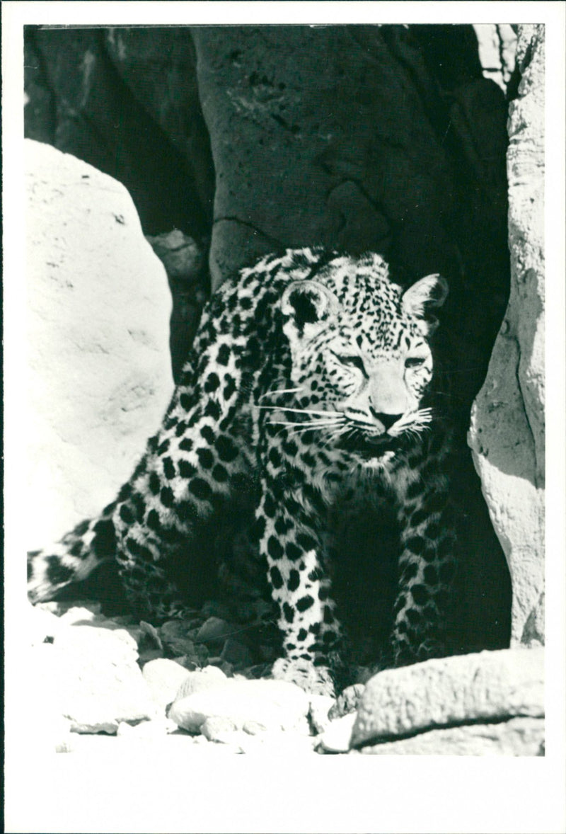 One with nature - Vintage Photograph