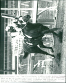 Willie Shoemaker wins - Vintage Photograph