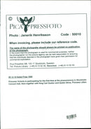 1995 SWEDEN PICA RESPO HENRIKSSON JANERIK KING PRINCESS QUEEN CONCERT TOGETHER - Vintage Photograph