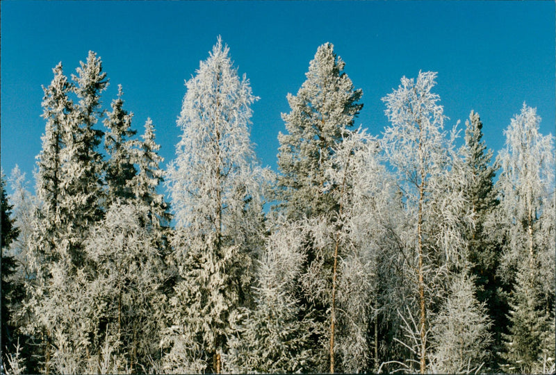 SALE ARCHIVEPICTURE DESK LANDSCAPE IMAGE HENRIKSSON JANERIK SWEDEN - Vintage Photograph