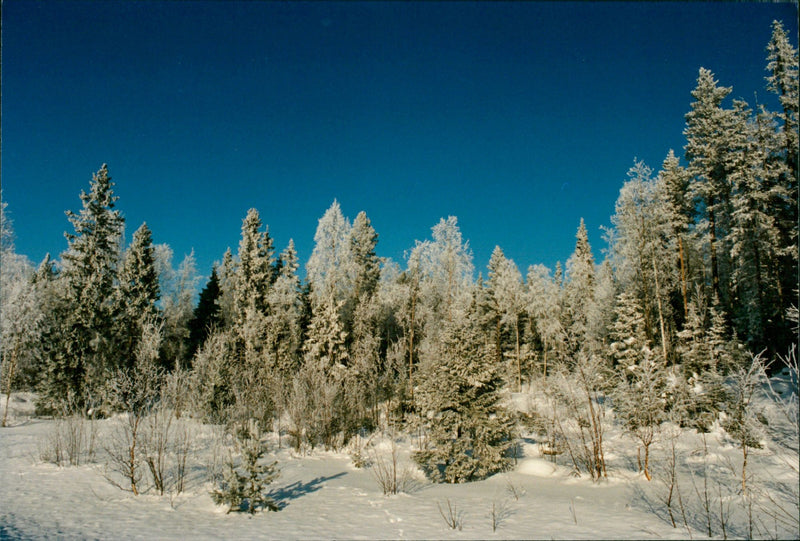 SALE ARCHIVEPICTURE DESK LANDSCAPE IMAGE HENRIKSSON JANERIK SWEDEN - Vintage Photograph